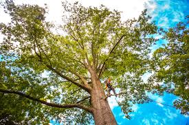 Best Fruit Tree Pruning  in Beesleys Point, NJ