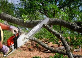 Best Grass Overseeding  in Beesleys Point, NJ