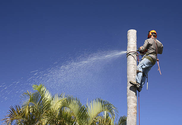 Pest Control for Lawns in Beesleys Point, NJ