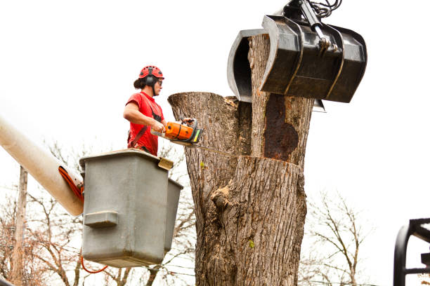 Beesleys Point, NJ Tree Care Company